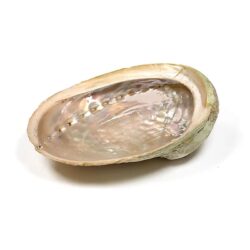 Abalone smudge schelp Haliotis diversicolor XL, 18-21 cm